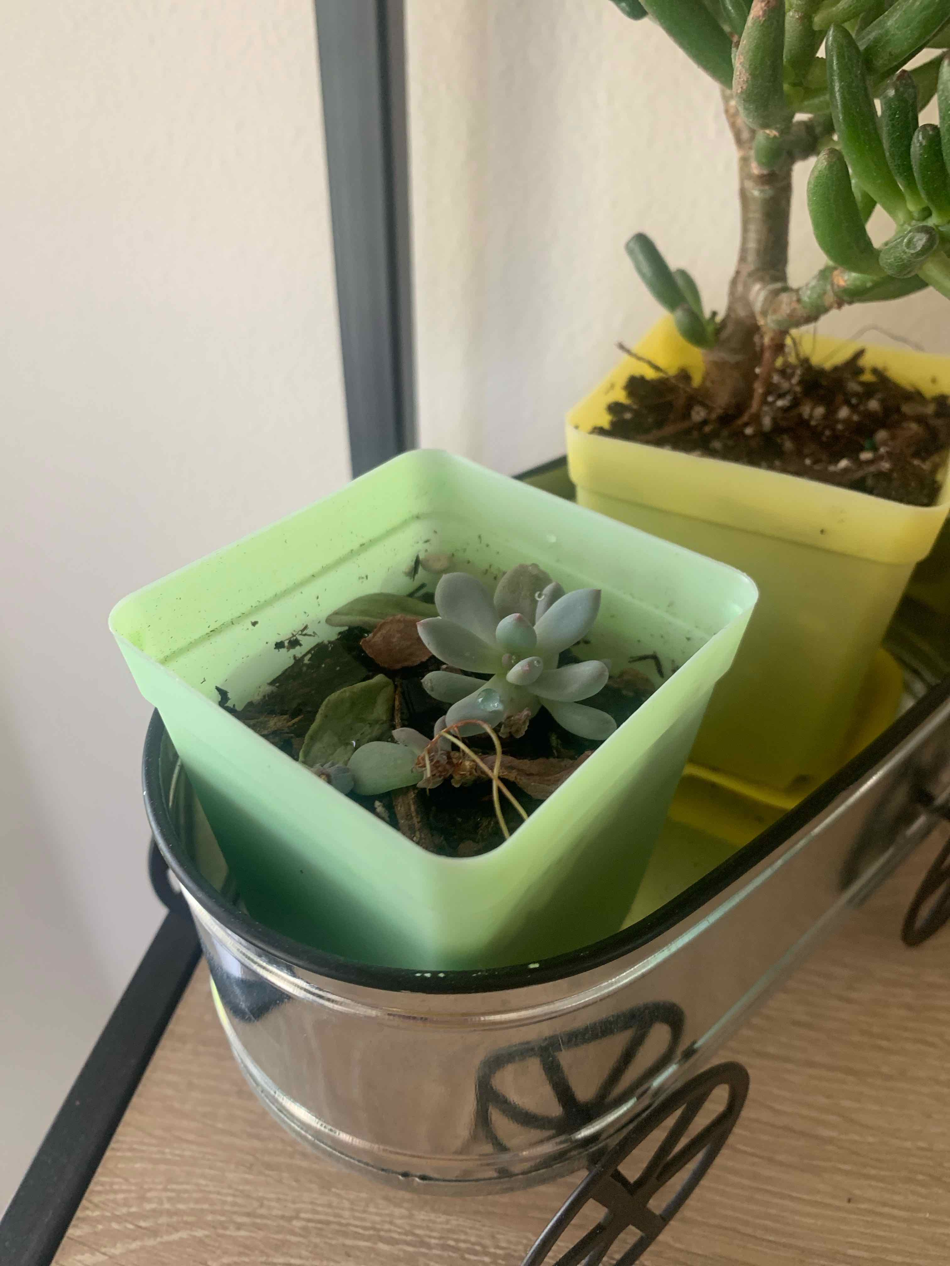 Pachyveria 'Powder Puff' succulent in a green pot, appears healthy with visible soil.