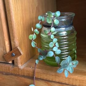 Photo of the plant species pepperomia bellybuttons by @LoveOfMyLeaf named Athena on Greg, the plant care app
