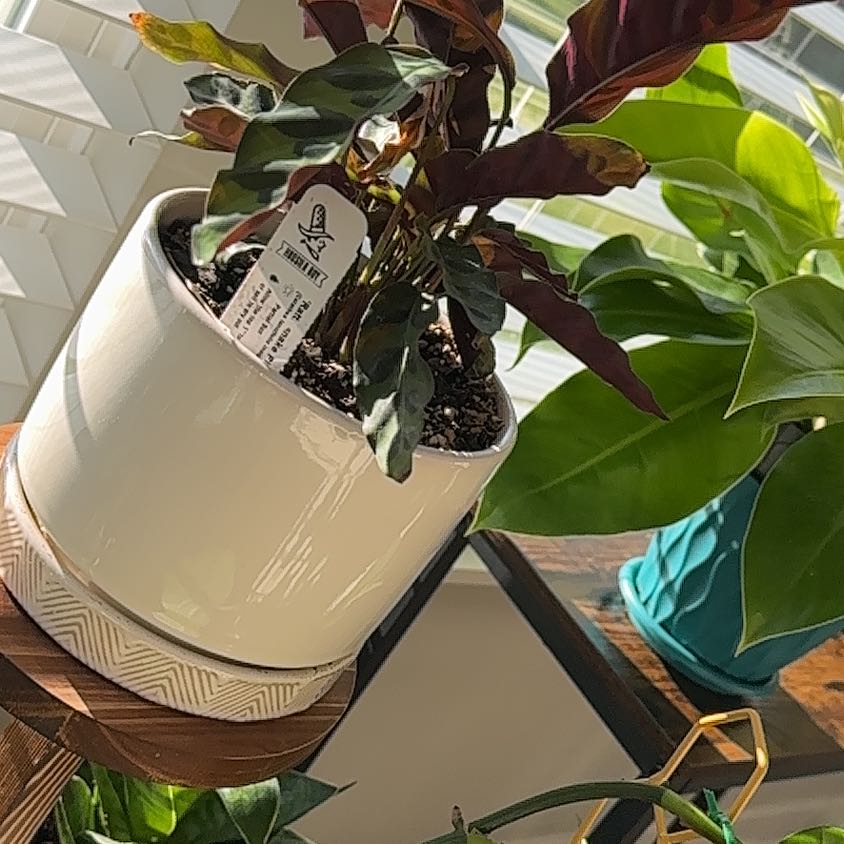 Photo of the plant species rattle snake plant by @SleekHardhead named Homer on Greg, the plant care app