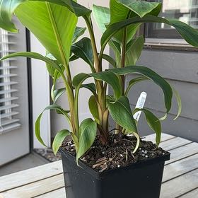 Photo of the plant species Pink Velvet Banana by @SleekHardhead named Demi on Greg, the plant care app