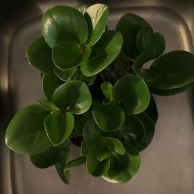 Photo of the plant species green peperomia by @BonusPokaka named Goldberry on Greg, the plant care app