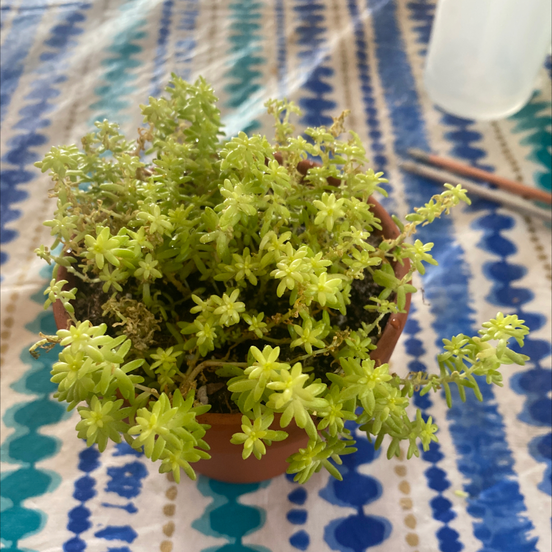 Potted Tokyo Sun Stonecrop plant with vibrant green leaves on a patterned tablecloth.