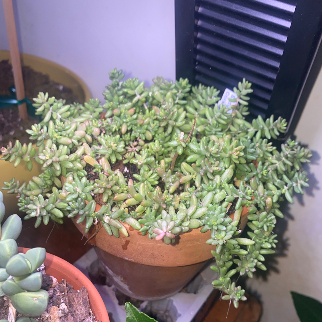 Sedum - Coral Carpet