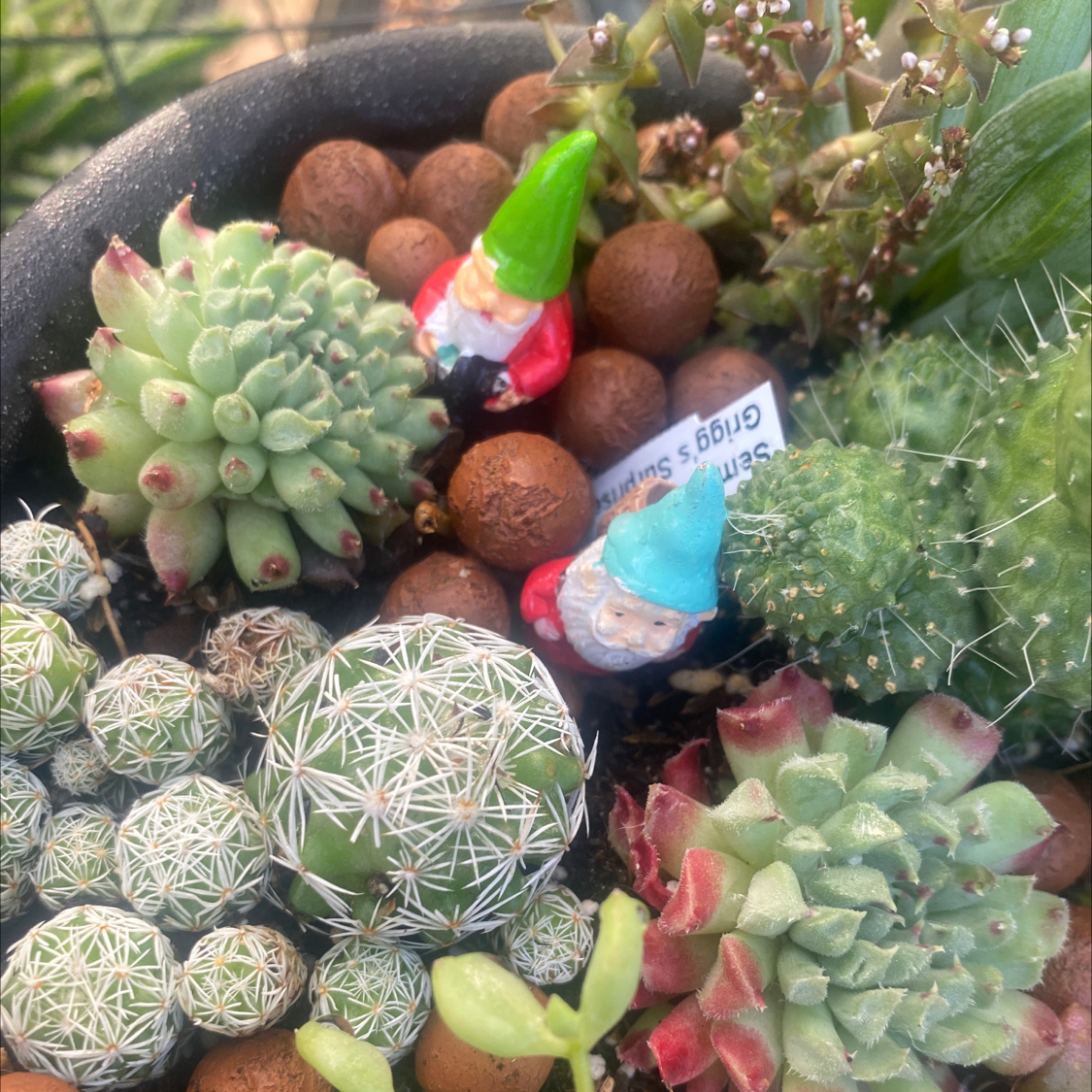A pot with various succulents, including Sempervivum calcareum, and decorative gnomes.