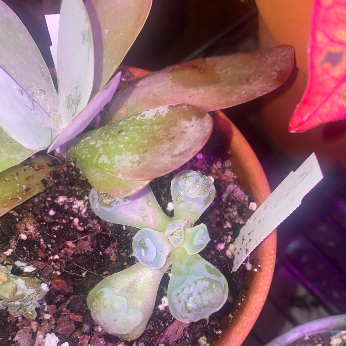 Photo of the plant species Echeveria 'Raindrops' by @GreenGeek named Echevaria- Raindrops on Greg, the plant care app
