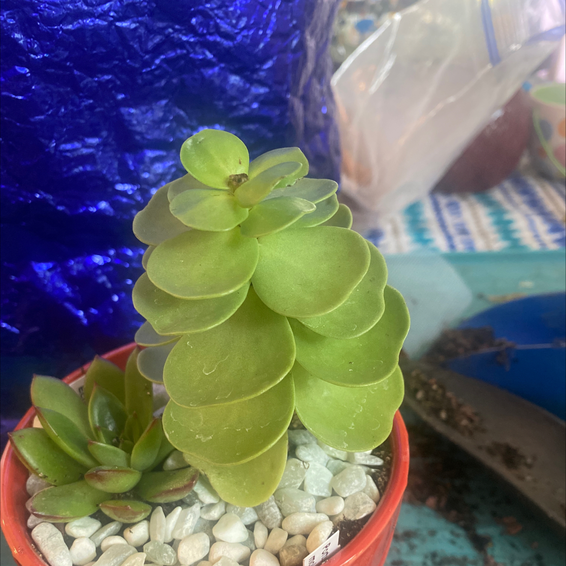 Image of a healthy 'Ihi succulent plant in a pot with white pebbles.