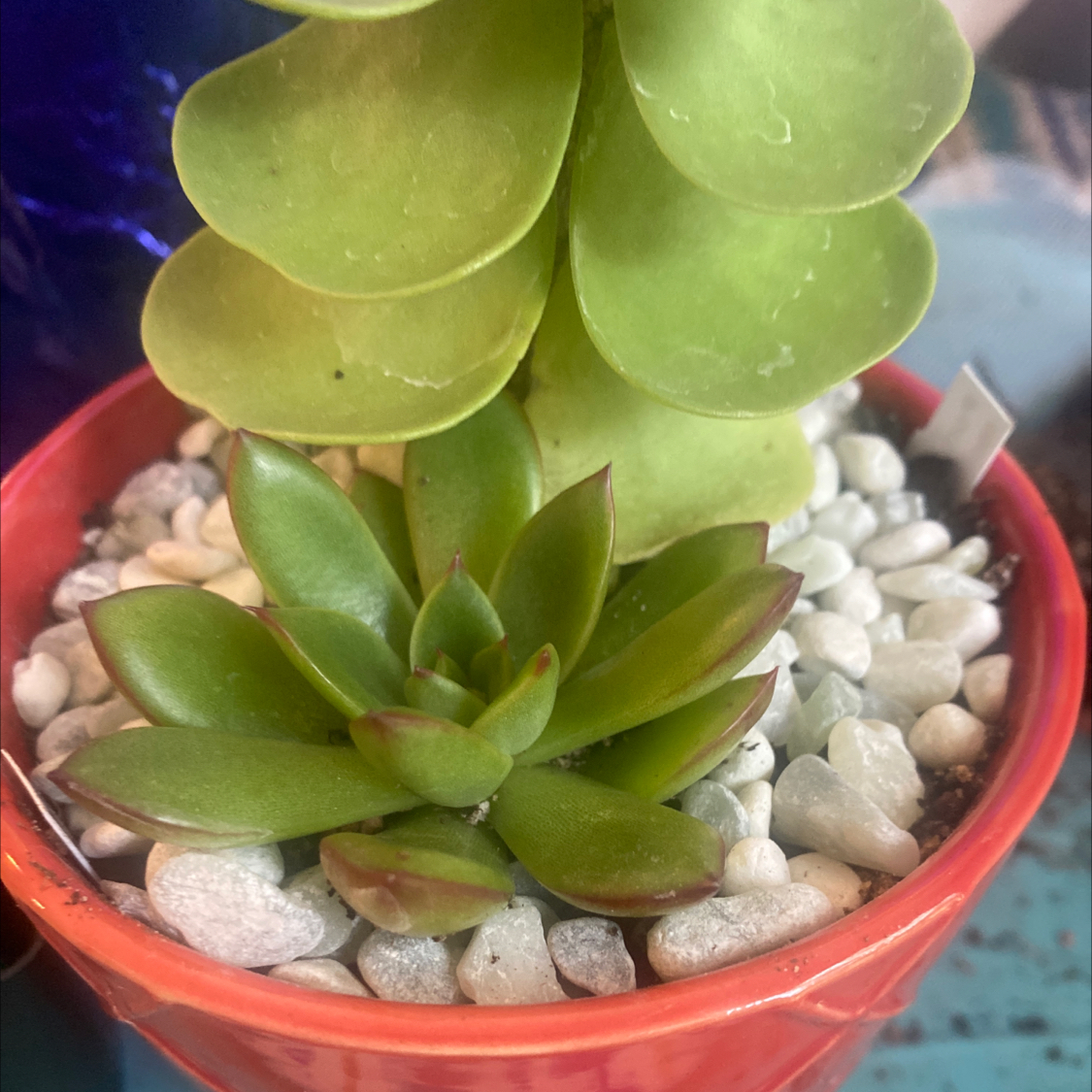 Photo of the plant species Echeveria 'Cimette' by @GreenGeek named Echevaria- Cimette on Greg, the plant care app