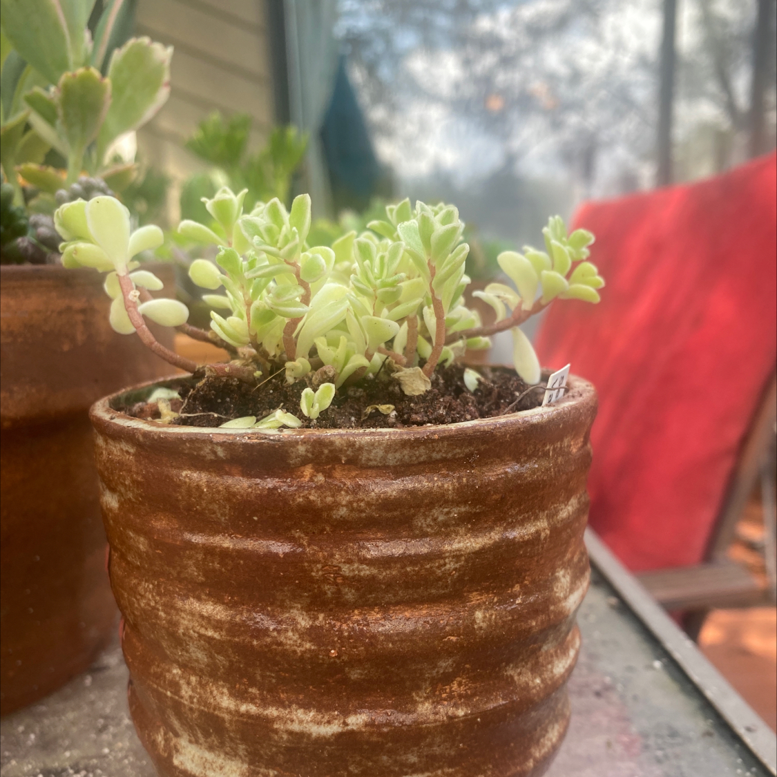 Photo of the plant species Japanese Stonecrop by @GreenGeek named Sedum Makinoi on Greg, the plant care app
