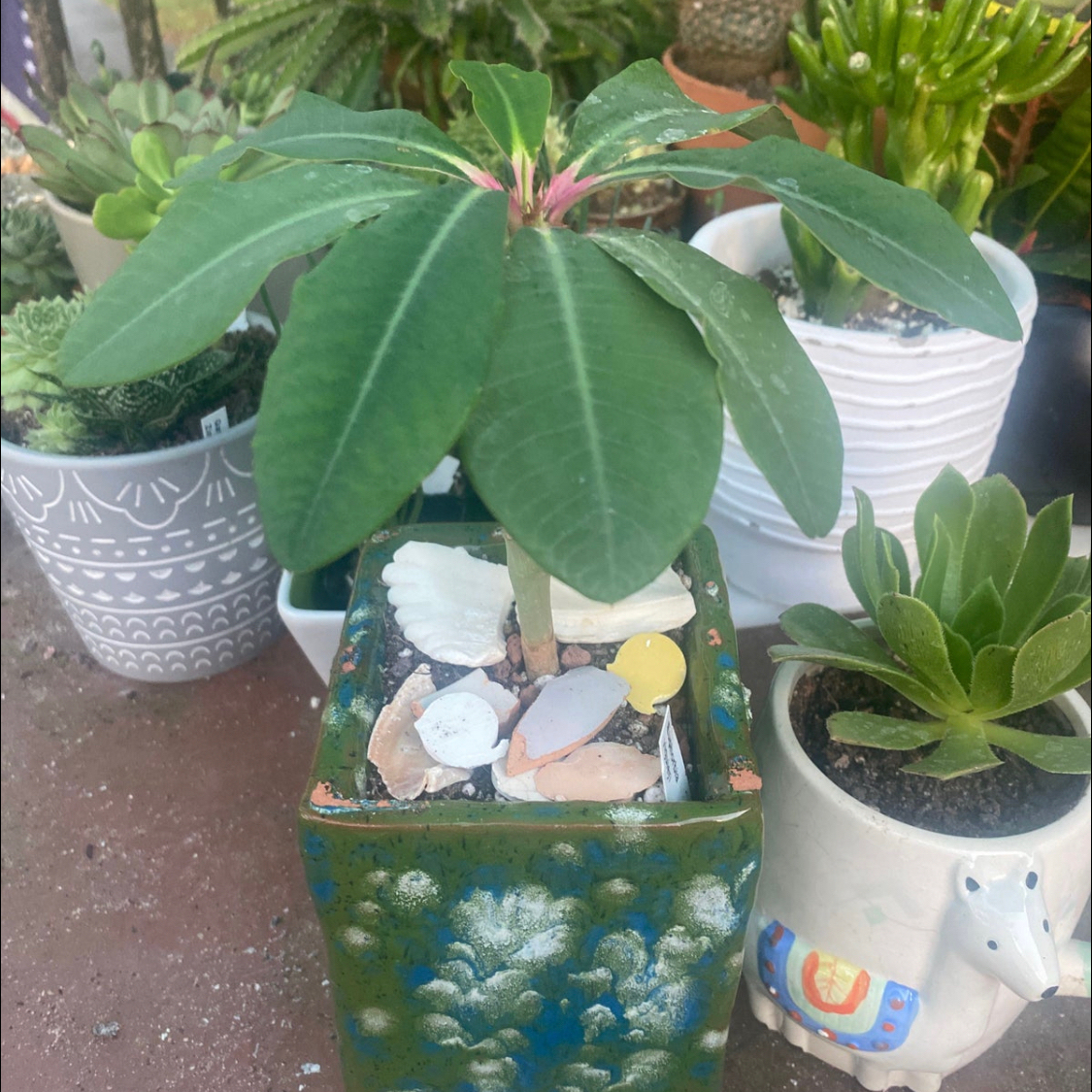 Photo of the plant species Euphorbia Viguieri by @GreenGeek named Euphorbia Viguieri on Greg, the plant care app
