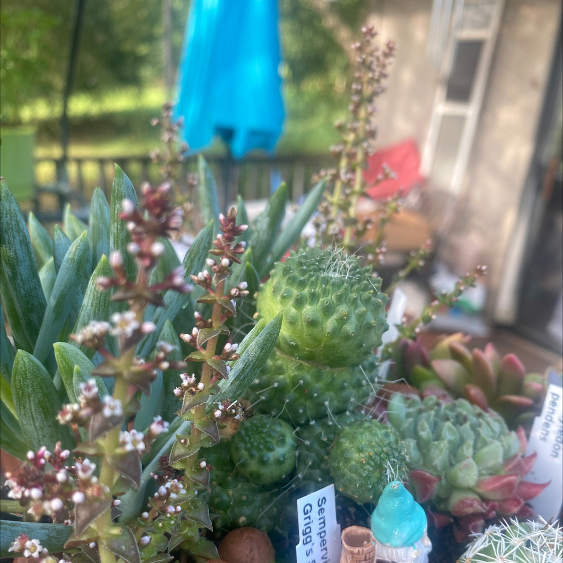 Photo of the plant species Pagoda Village by @GreenGeek named Crassula- Pagoda Village on Greg, the plant care app