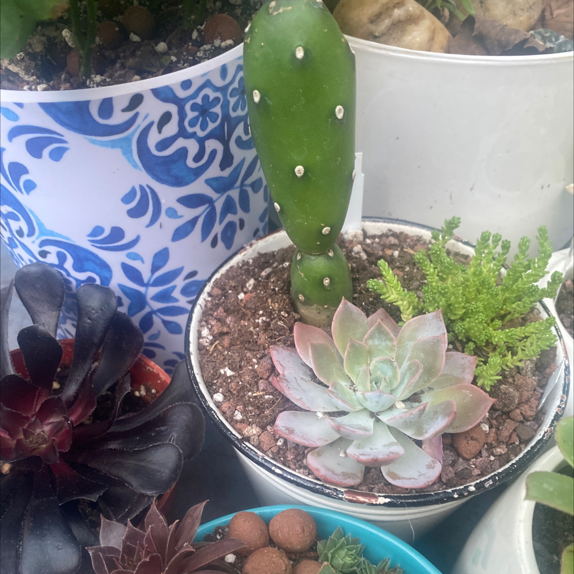 Photo of the plant species Angel Wings Cactus by @GreenGeek named Cactus- Angel Wings on Greg, the plant care app