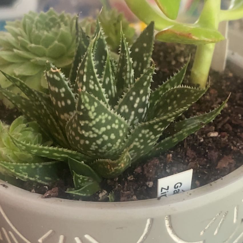 Photo of the plant species Gasteraloe 'Zimflora' by @GreenGeek named Gasteraloe Zimflora on Greg, the plant care app