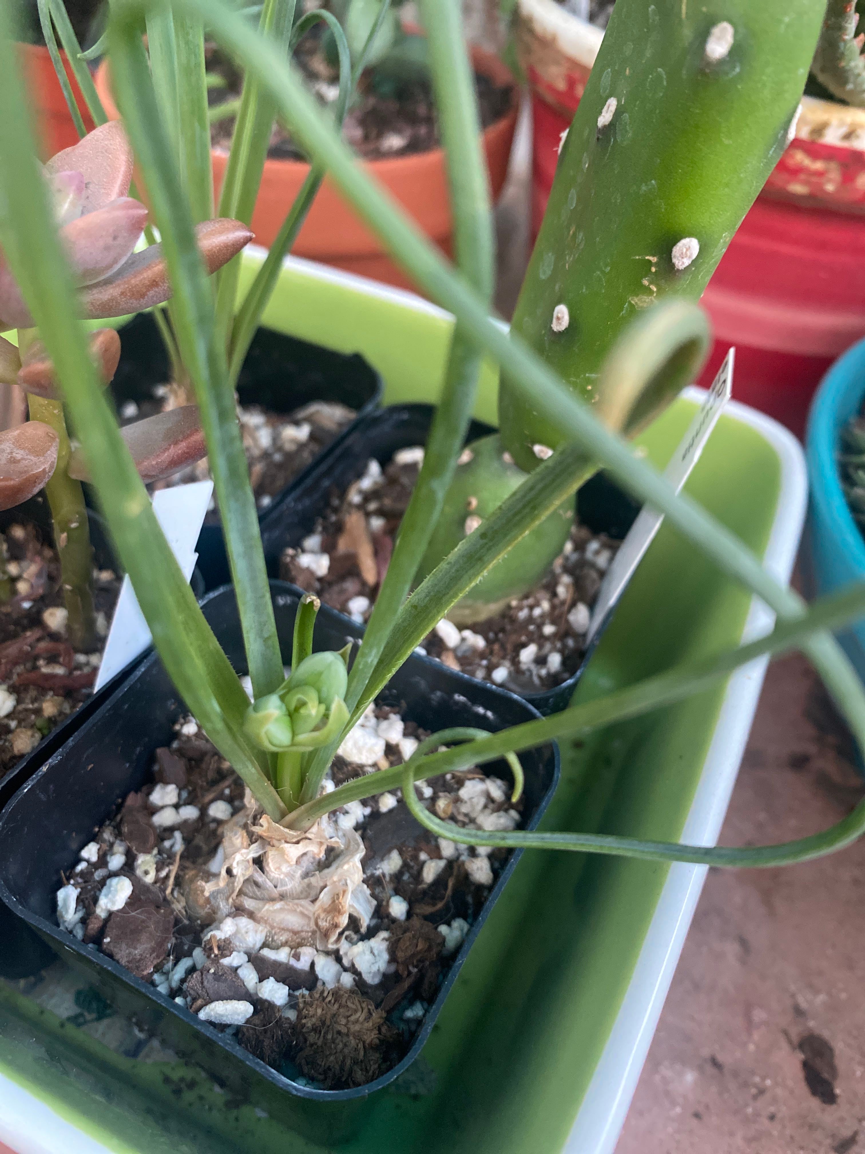 Albuca sp 'Augrabies Hills' Is Not Toxic To Cats