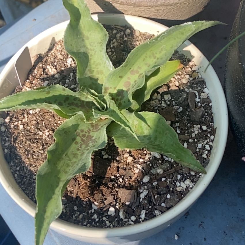 Photo of the plant species Mangave 'Dreadlocks' by @GreenGeek named Mangave- Dreadlocks on Greg, the plant care app