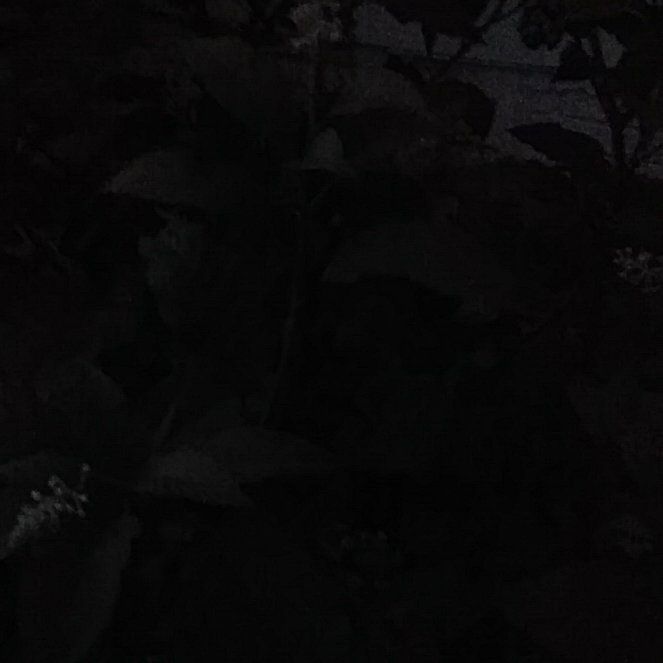 Photo of the plant species Mountain Fleece by @WarmTyrimnus named Rosa on Greg, the plant care app