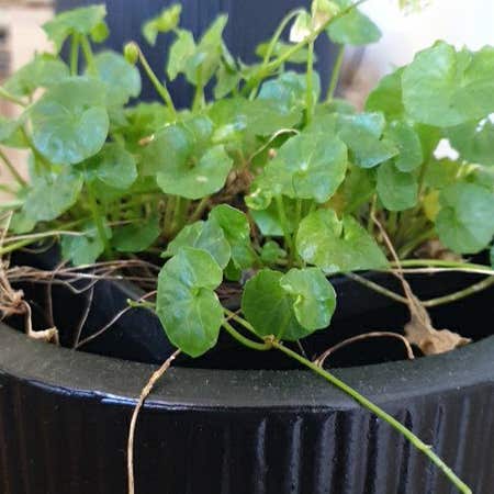 Photo of the plant species Viola Banksii by @SpunkyCarobtree named Sol on Greg, the plant care app