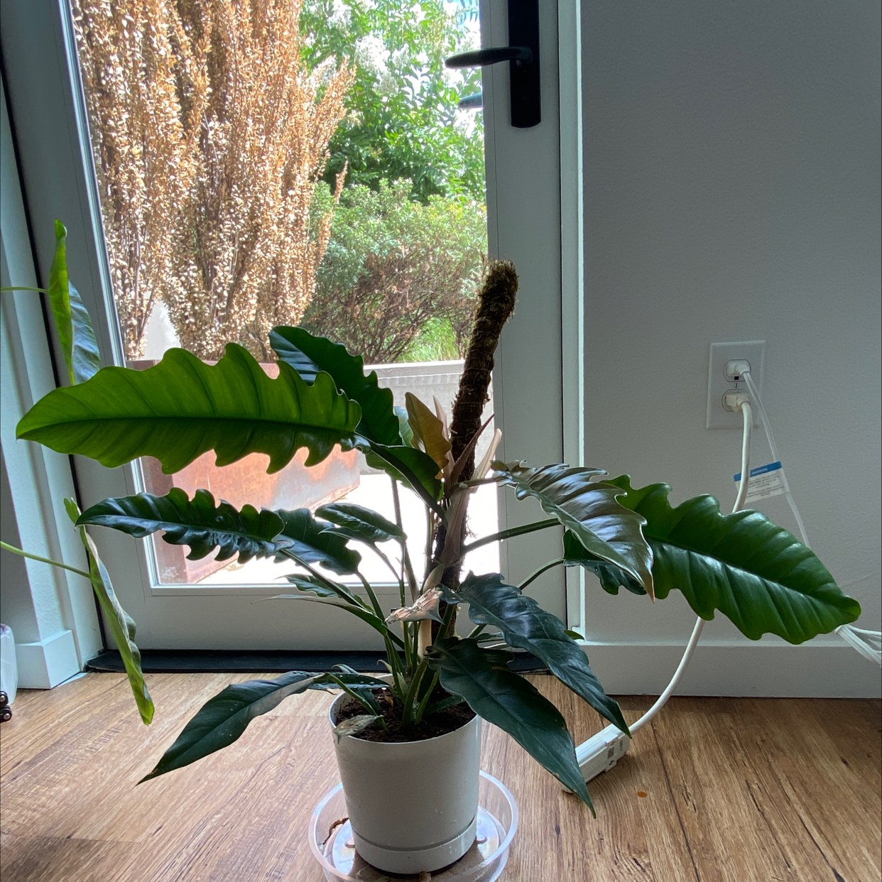 Potted Tiger Tooth Philodendron indoors near a window with some minor browning on leaves.