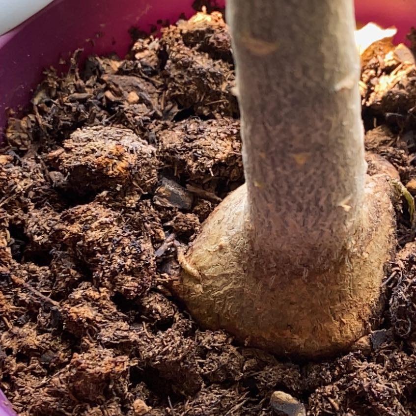 Base of a Desert Rose Plant in a pot with visible soil.