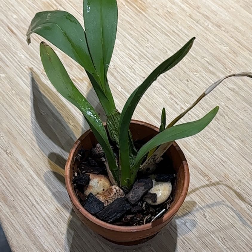 Photo of the plant species Odontocidium Catatante 'Pacific Sun Spots' by @AssuredBushhoya named Gregarious on Greg, the plant care app