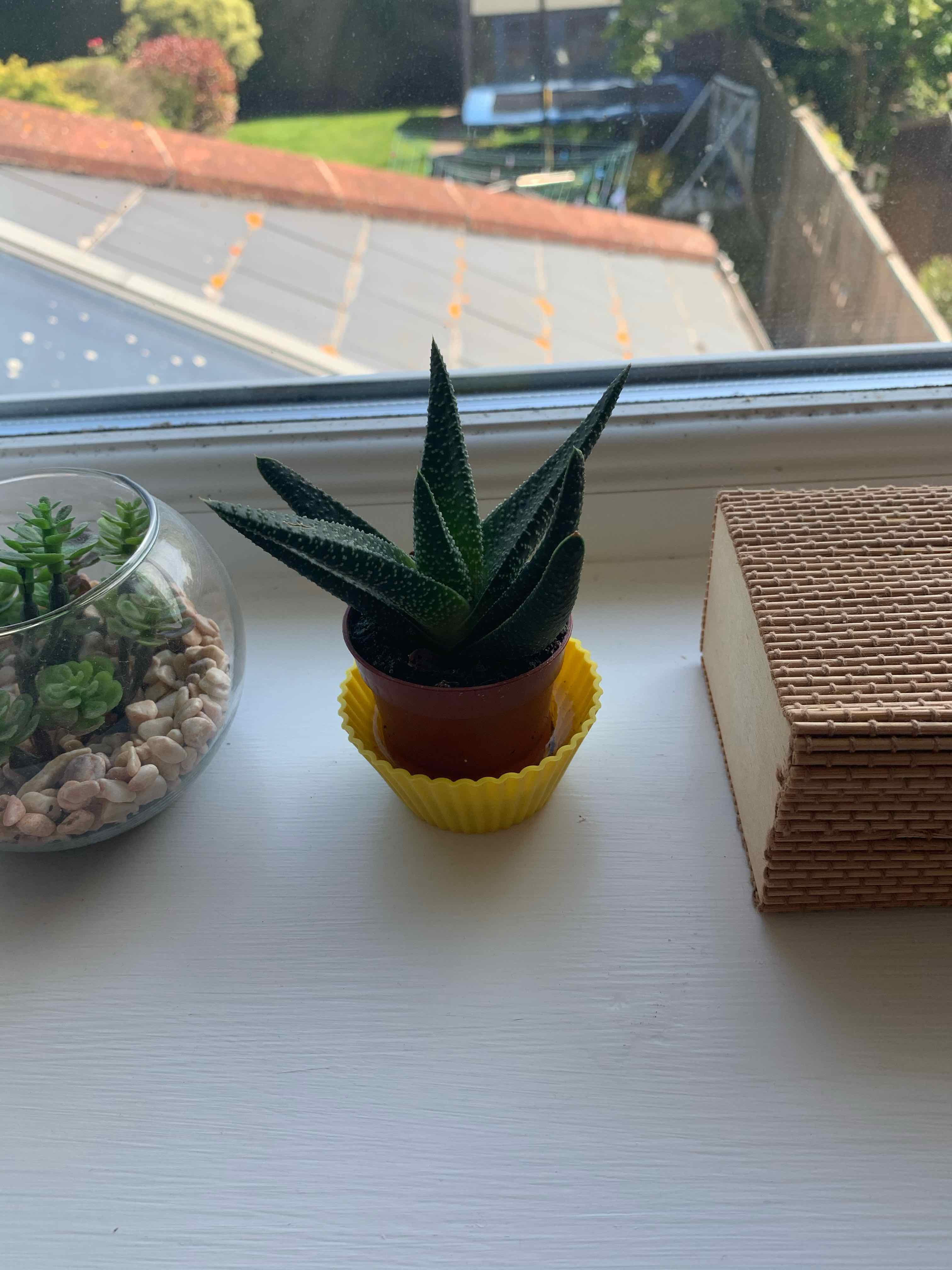 Bredasdorp Gasteria plant on a windowsill, appears healthy.
