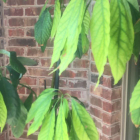 🥑 Why Are My Avocado Leaves Droopy?