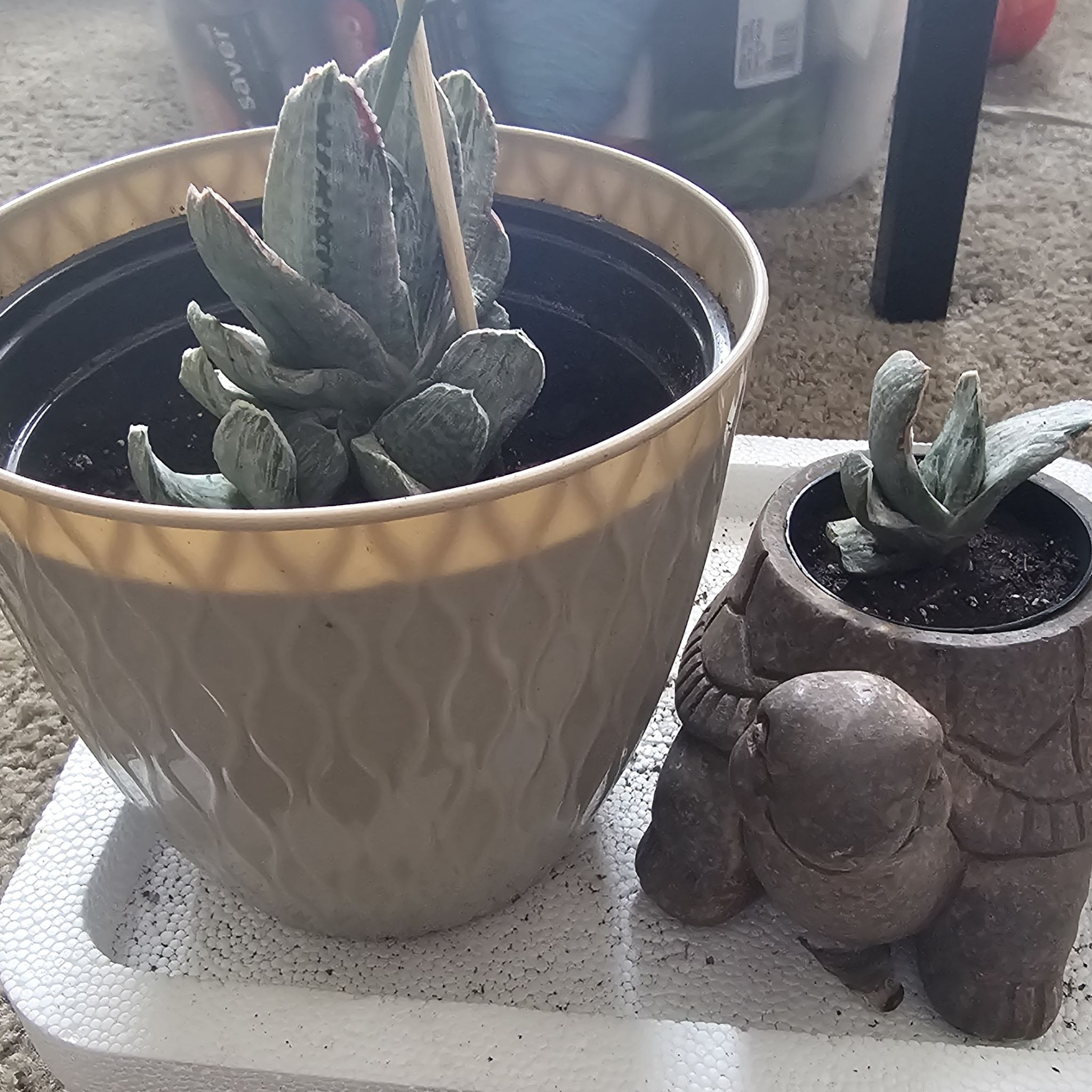 Photo of the plant species White Streak Gasteria by @LegitimateKanna named Apollo on Greg, the plant care app