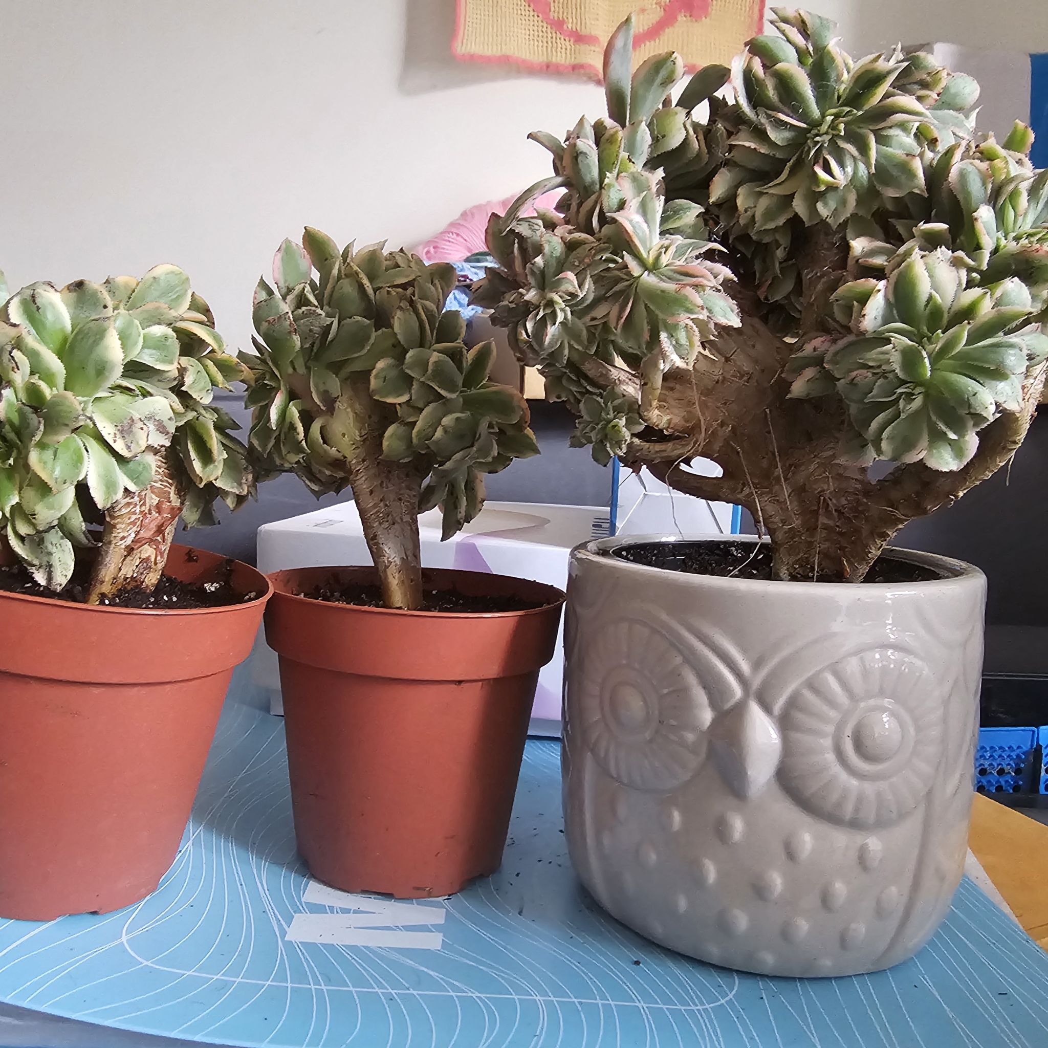 Photo of the plant species Aeonium 'Sunburst Cristatum' by @LegitimateKanna named Surya on Greg, the plant care app