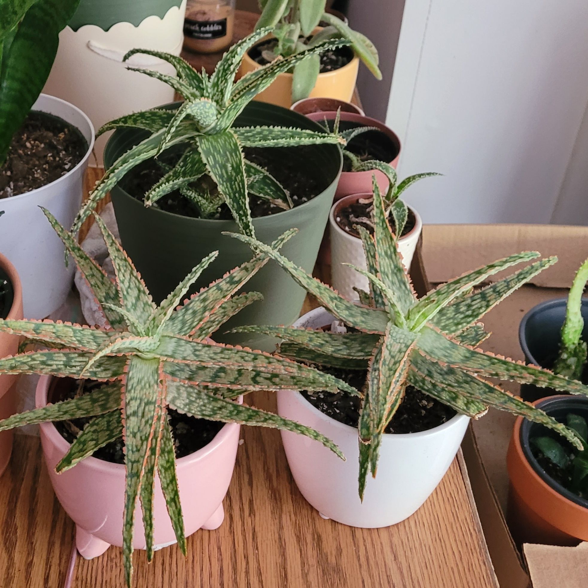 Three Pink Blush Aloe plants in separate pots, appearing healthy with visible soil.