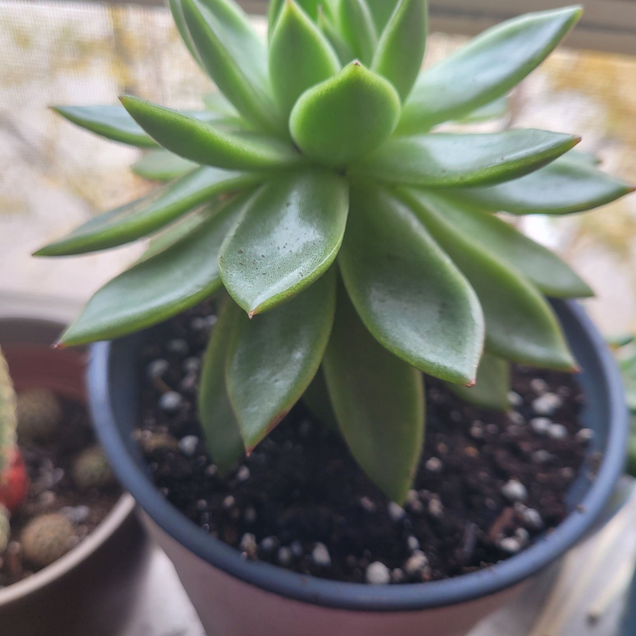 Photo of the plant species Echeveria agavoides 'Red Tip' by @LegitimateKanna named Gaga on Greg, the plant care app