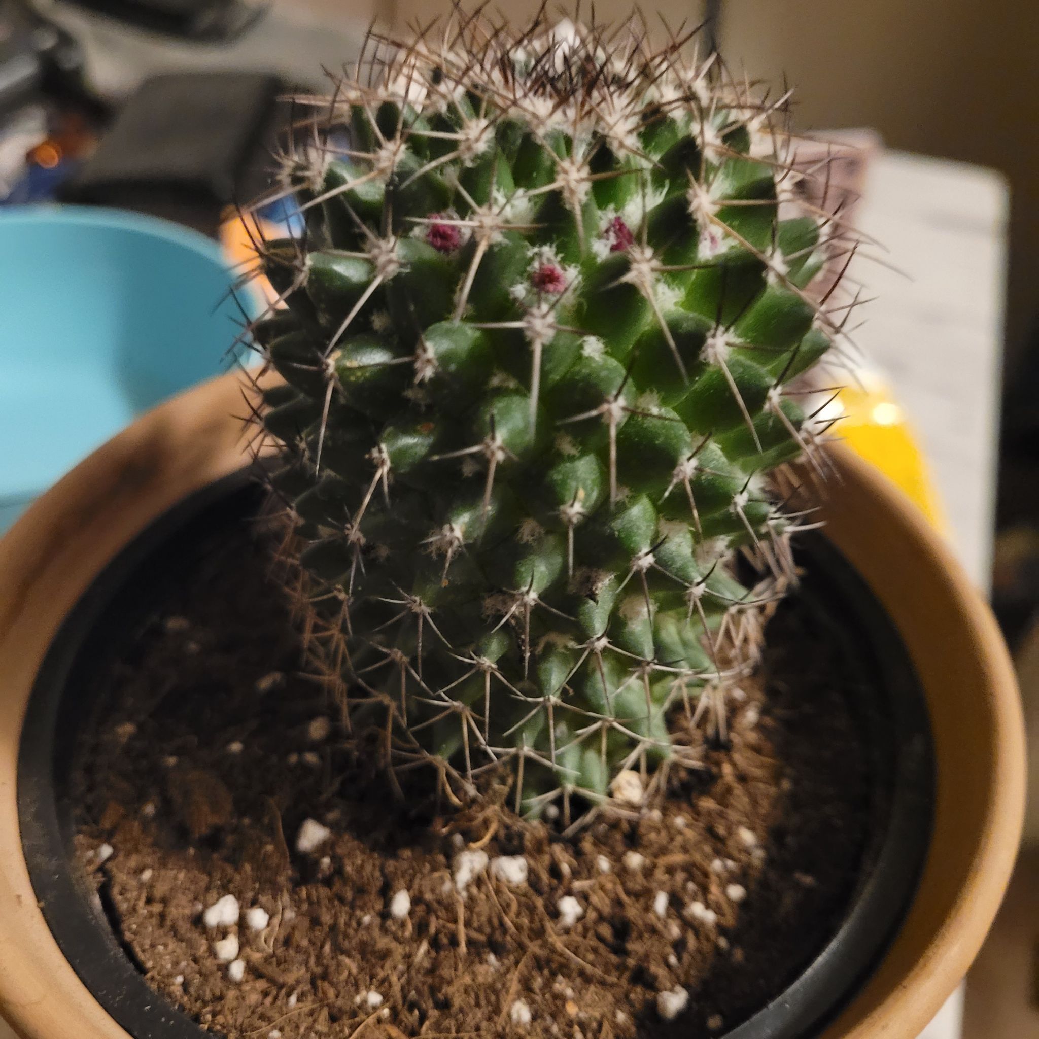 Photo of the plant species Mammillaria polythele 'Nuda' by @LegitimateKanna named Harry on Greg, the plant care app