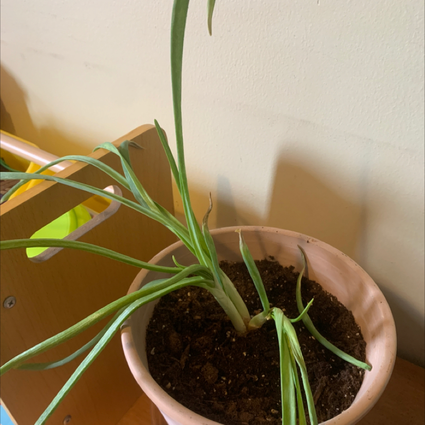 Potted Globe Onion plant with long, slender green leaves. Some leaves are drooping.