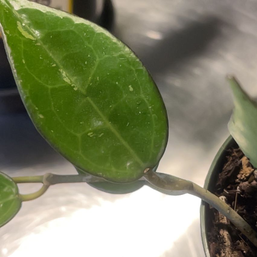 Close-up of a healthy Hoya parasitica 'Black Margin' leaf with visible soil.