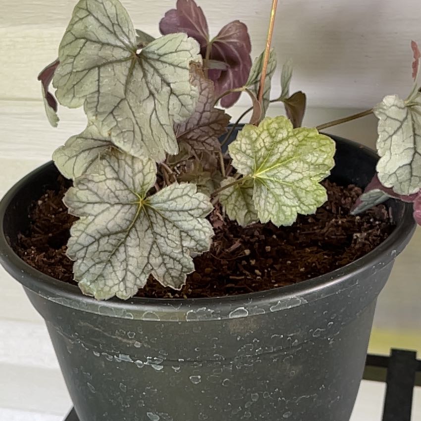 Photo of the plant species Heuchera 'Silver Gumdrop' by @DollParsley named Nithin on Greg, the plant care app