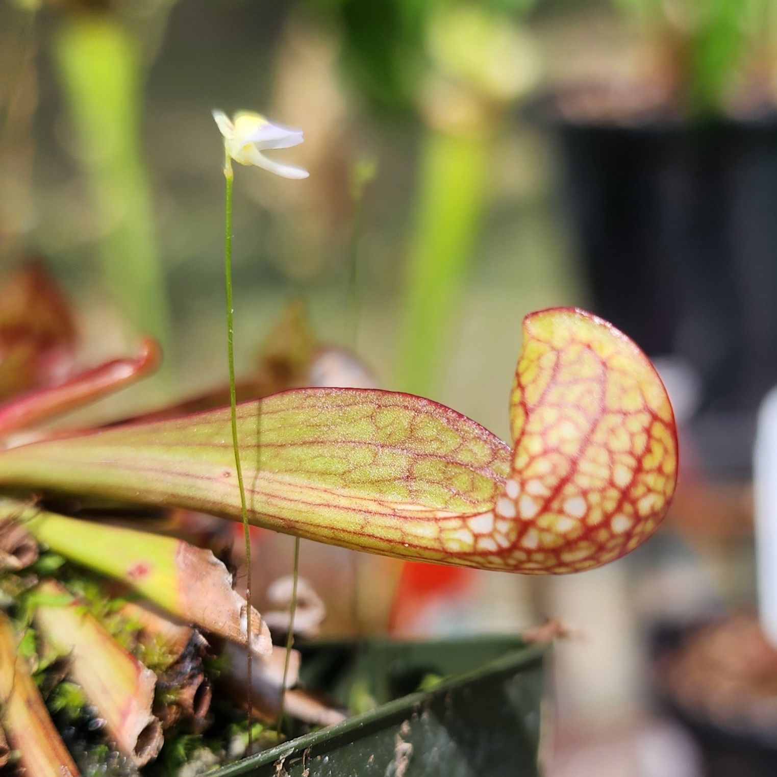 Photo of the plant species Parrot Pitcher Plant by @Merranda named Sarracenia psittacina on Greg, the plant care app