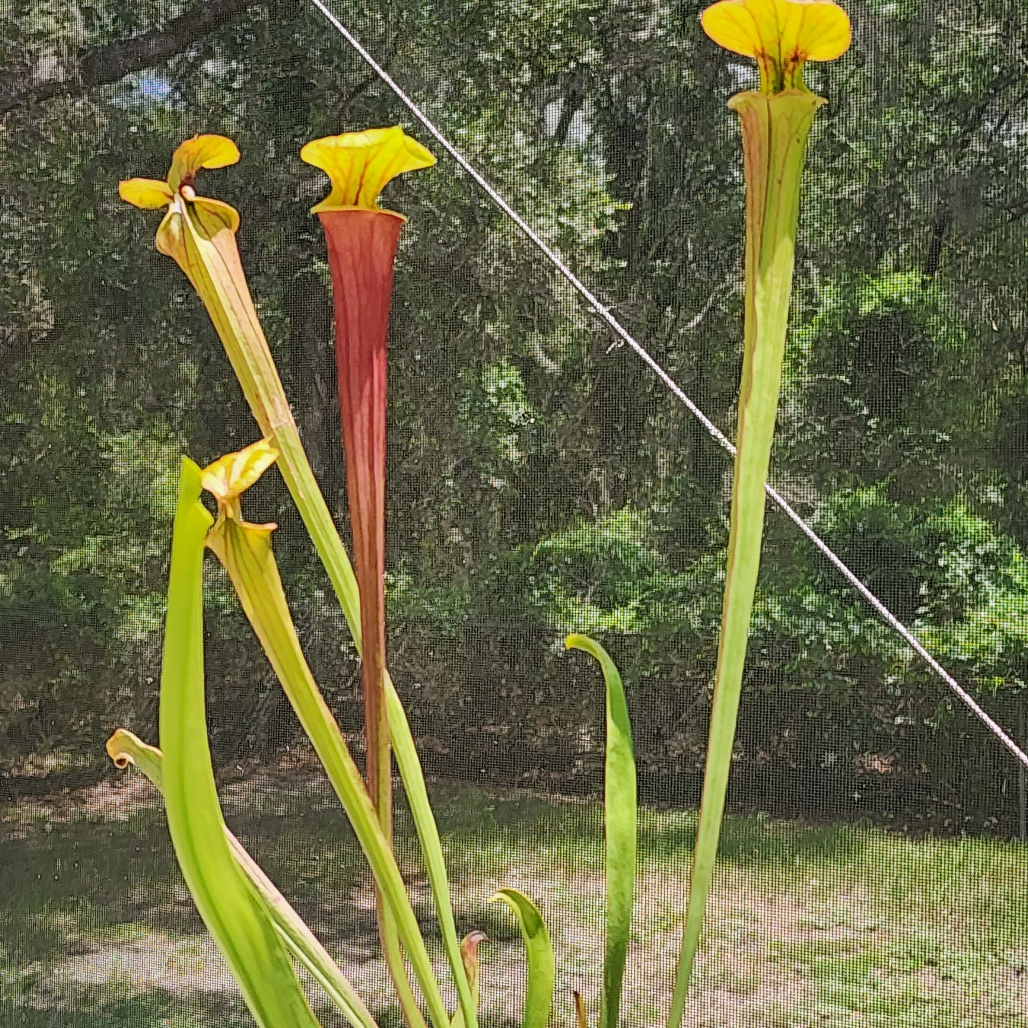 Yellow Pitcher Plant with tall, tubular leaves in an outdoor setting.