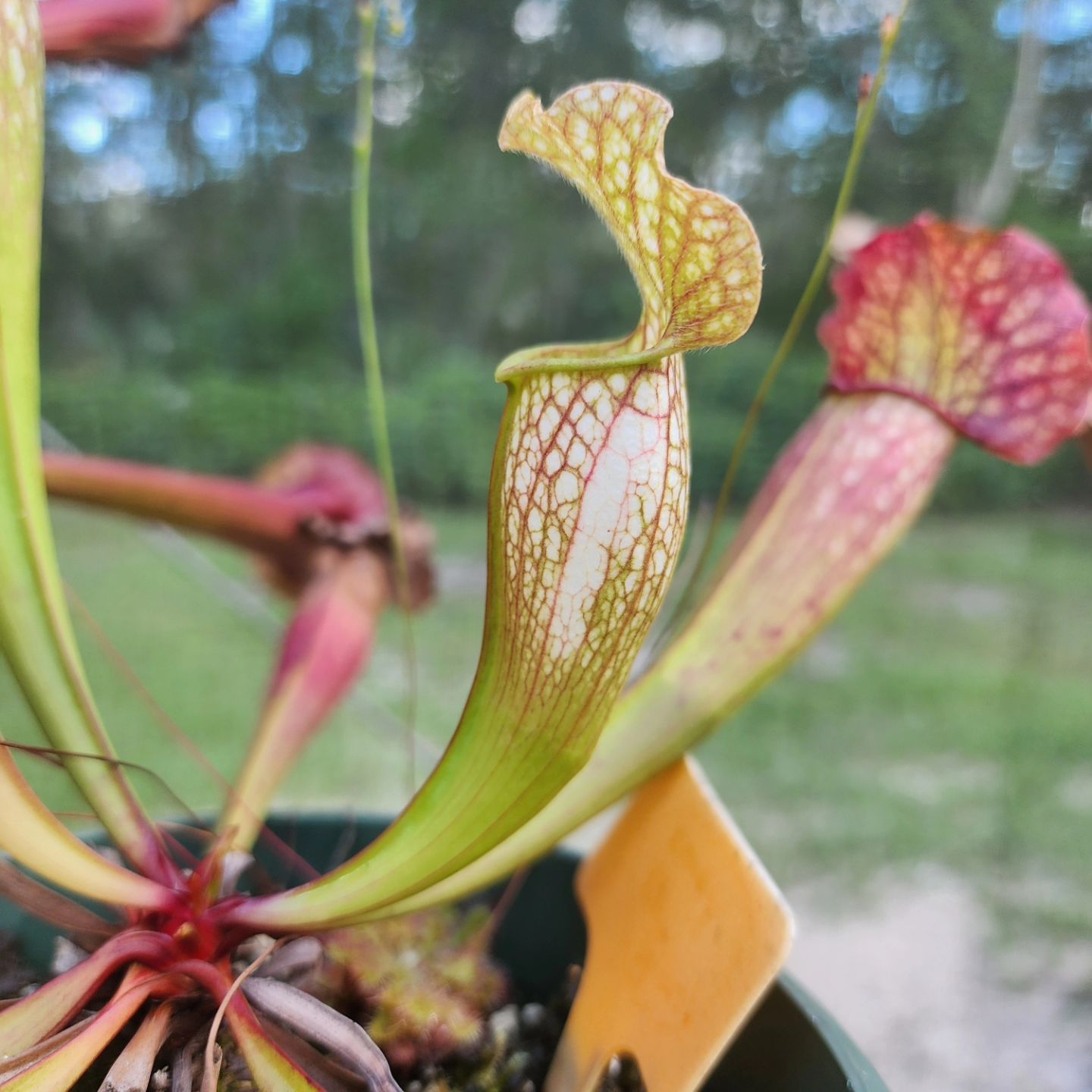 Photo of the plant species Velvet Pitcher Plant by @Merranda named Sarracenia 'velvet' on Greg, the plant care app