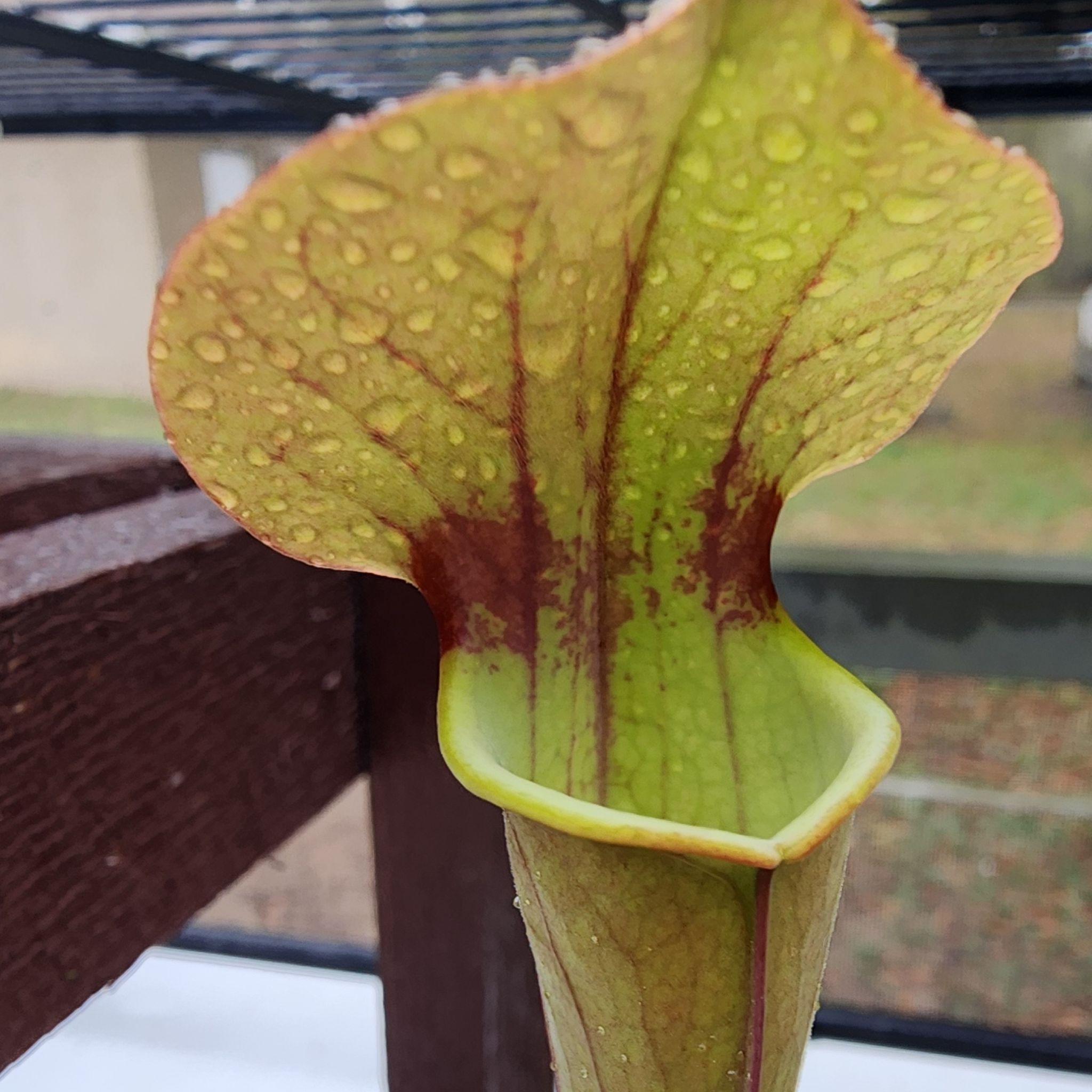 Photo of the plant species Maroon Pitcher Plant by @Merranda named Sarracenia x 'Tygo' on Greg, the plant care app