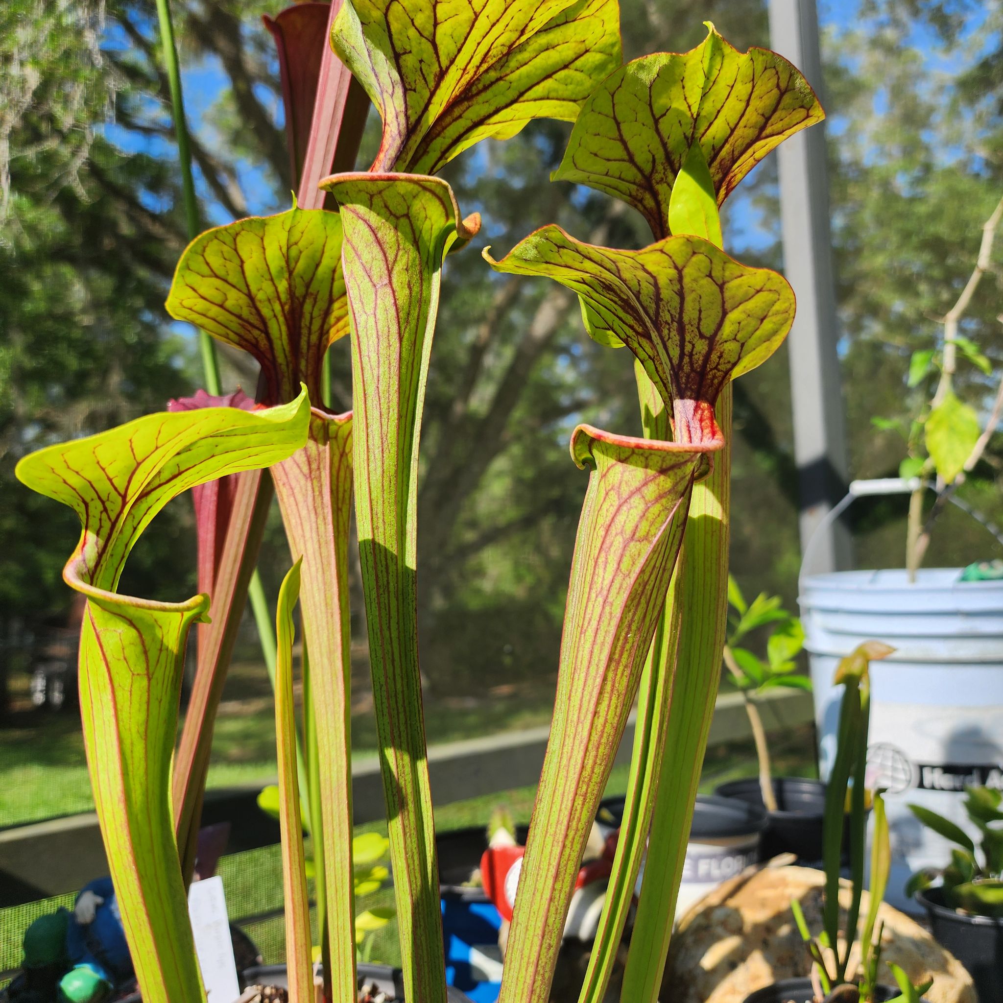 Yellow Pitcher Plant with vibrant green leaves and red veining, healthy appearance.