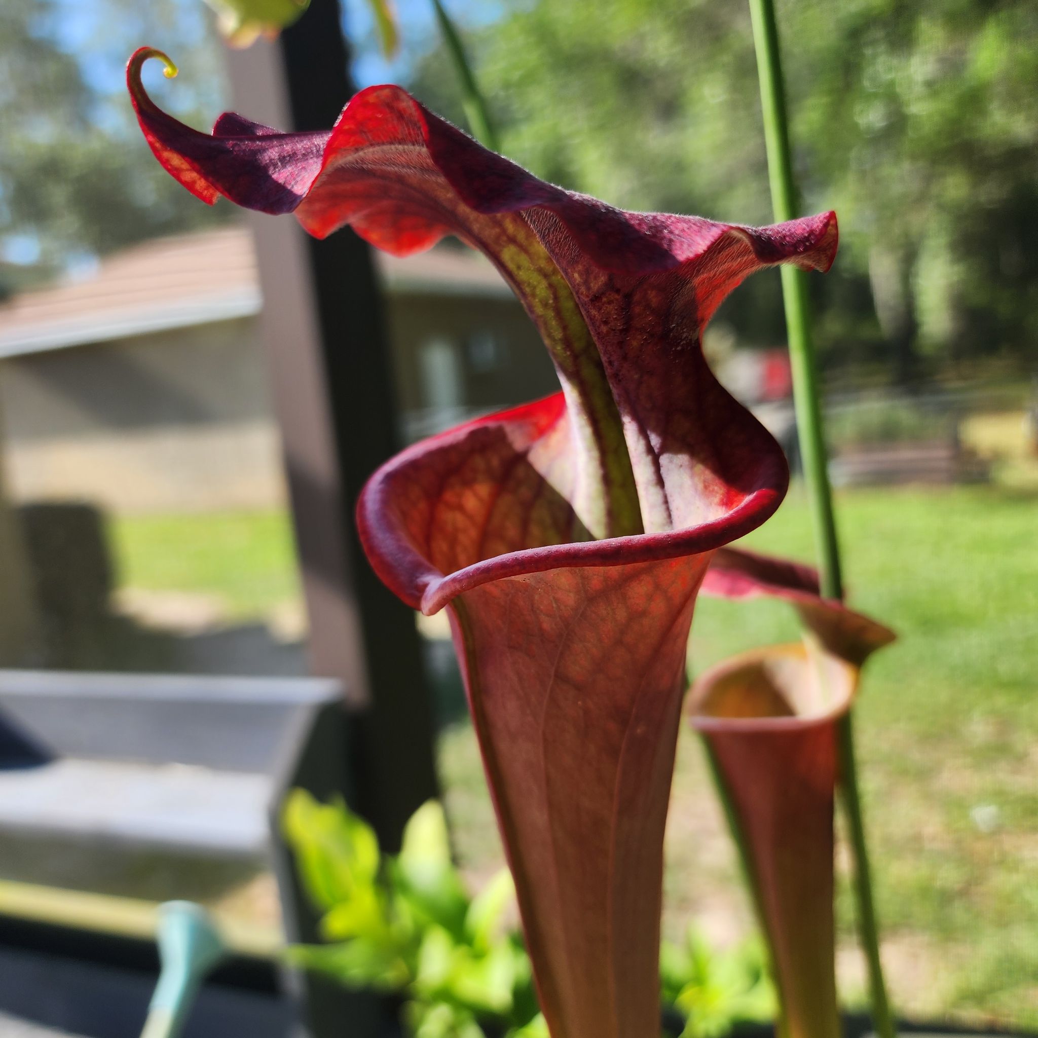Close-up of a healthy Yellow Pitcher Plant with prominent pitcher structures.