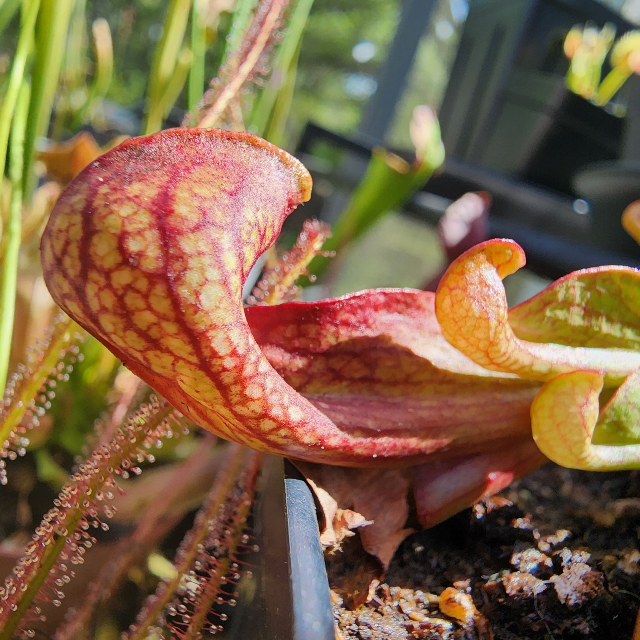 Photo of the plant species Parrot Pitcher Plant by @Merranda named Sarracenia psittacina ❤️❤️ on Greg, the plant care app