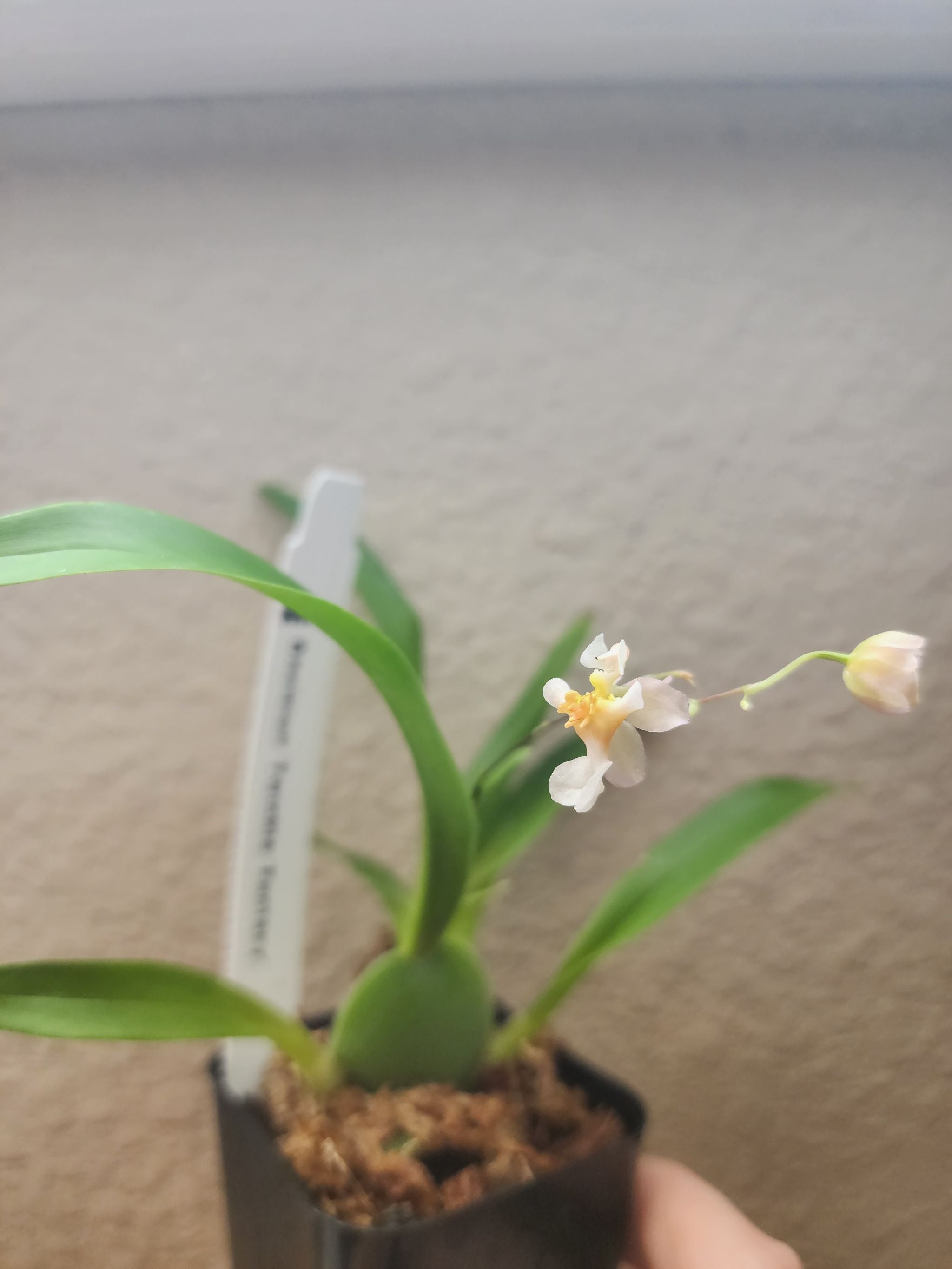 Do Not Eat Oncidium 'Twinkle' 🌸