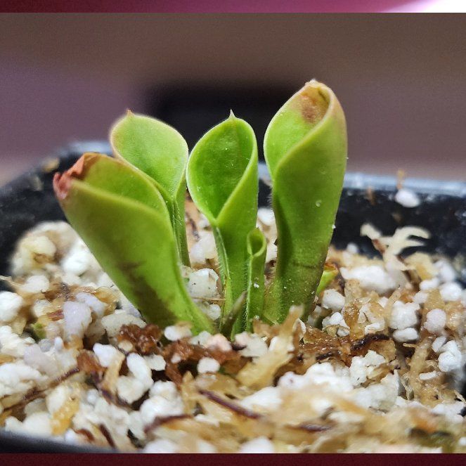 Photo of the plant species Minor Sun Pitcher by @Merranda named Tepui ⛰️ on Greg, the plant care app