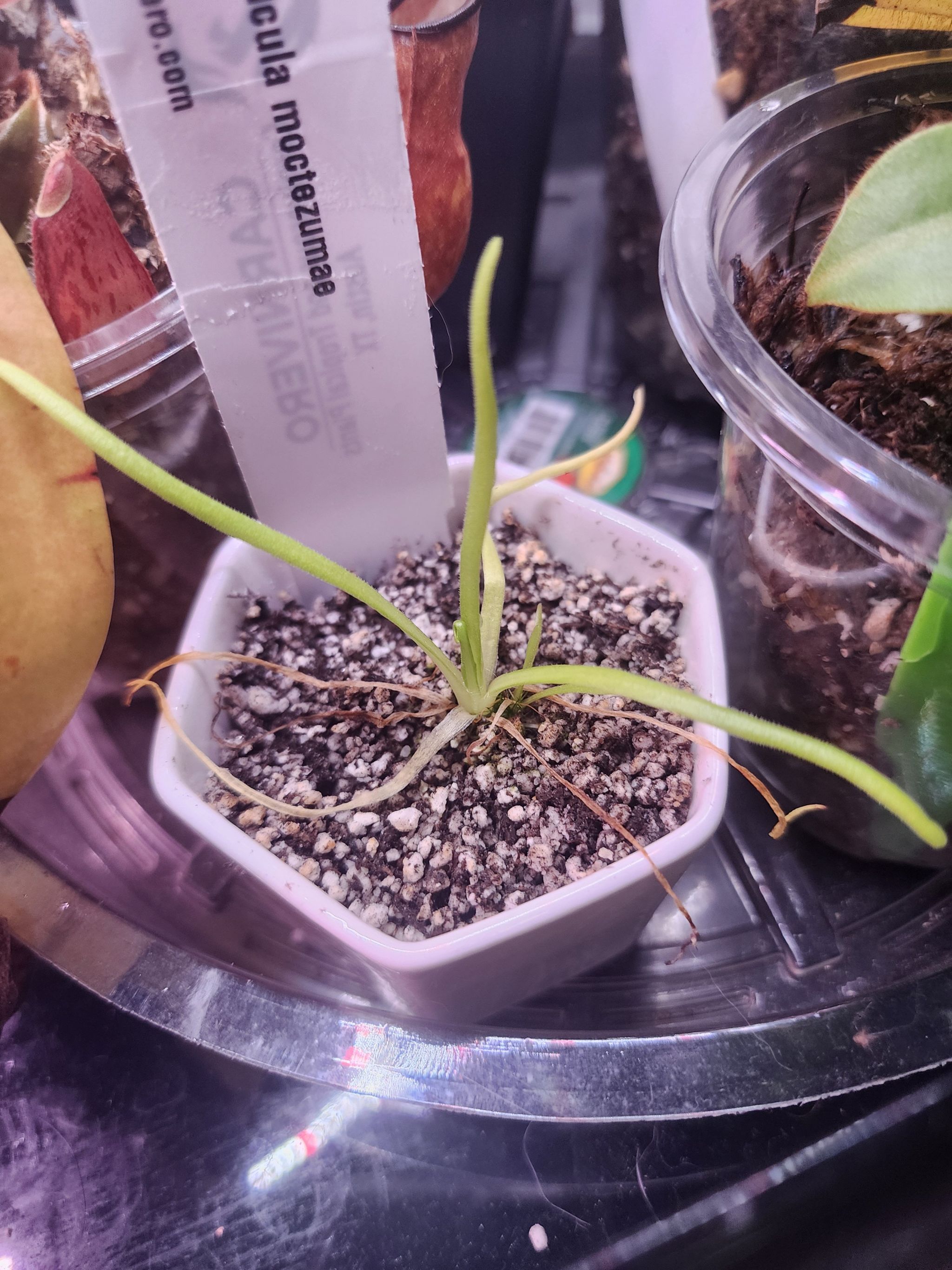 Plant care for pingucula on Greg, the plant care app