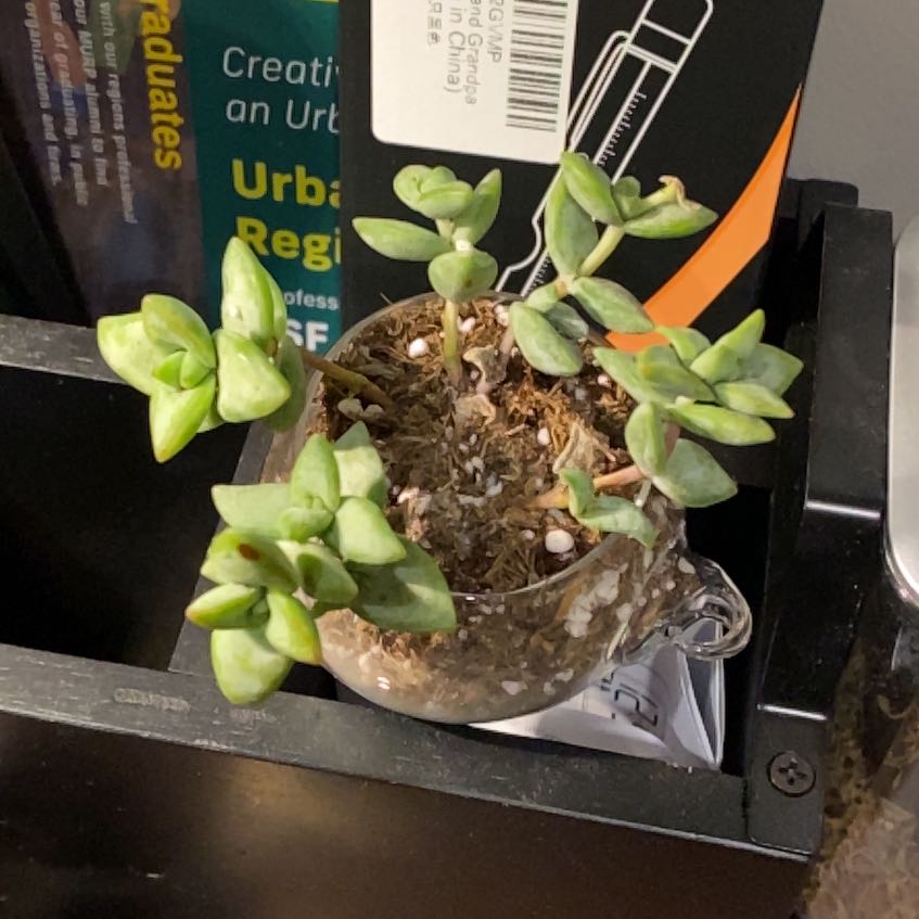 Photo of the plant species Rosary Vine by @GlossyEllisia named Crassula rupestris commutata on Greg, the plant care app
