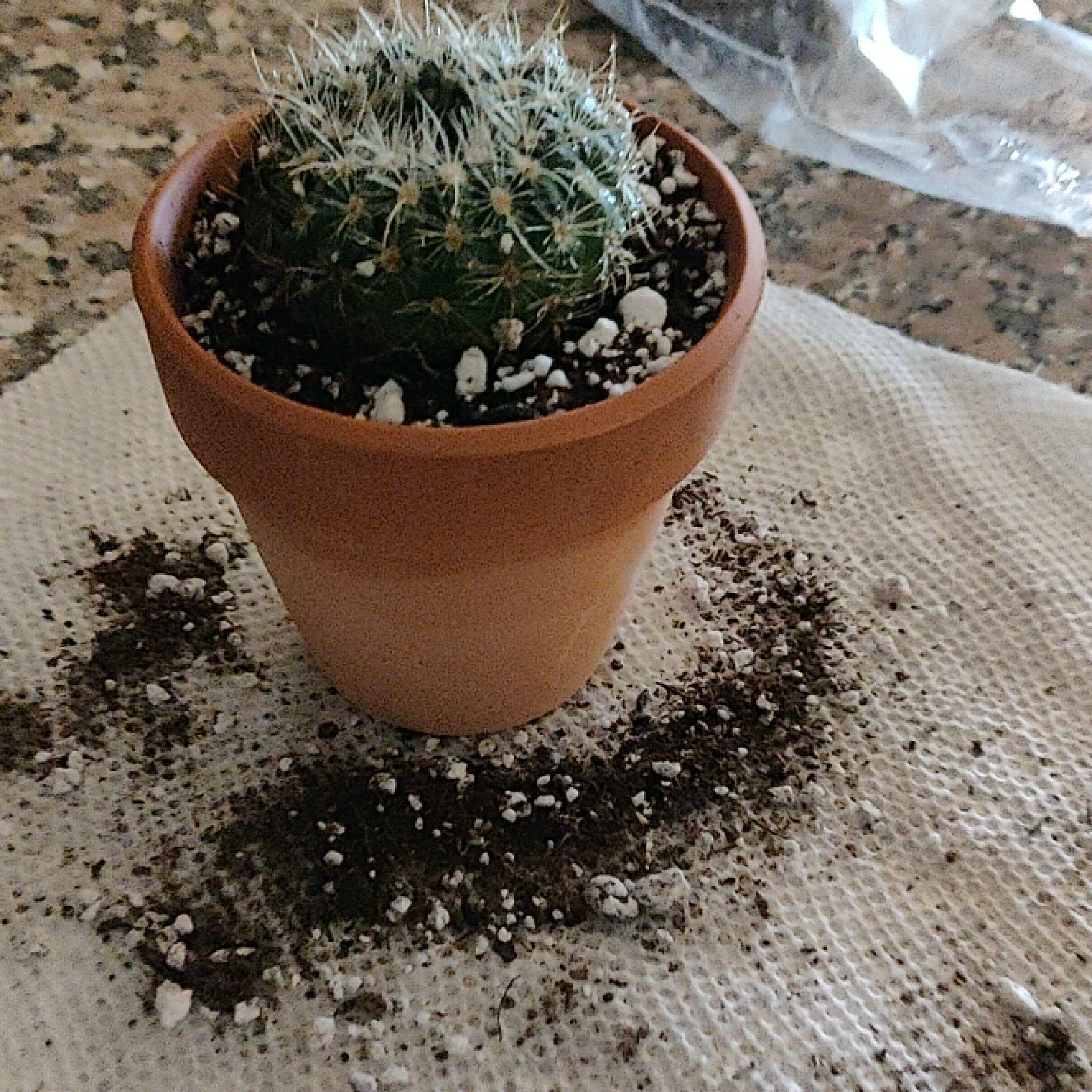 Photo of the plant species Notocactus elegans by @SportCleftphlox named Darwin on Greg, the plant care app