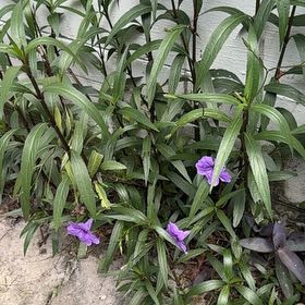 Photo of the plant species Mexican Bluebell by @AdorableRuby named Harper on Greg, the plant care app