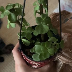 Photo of the plant species Portulacaria afra 'Aurea' by @StoutApple named Jeff on Greg, the plant care app