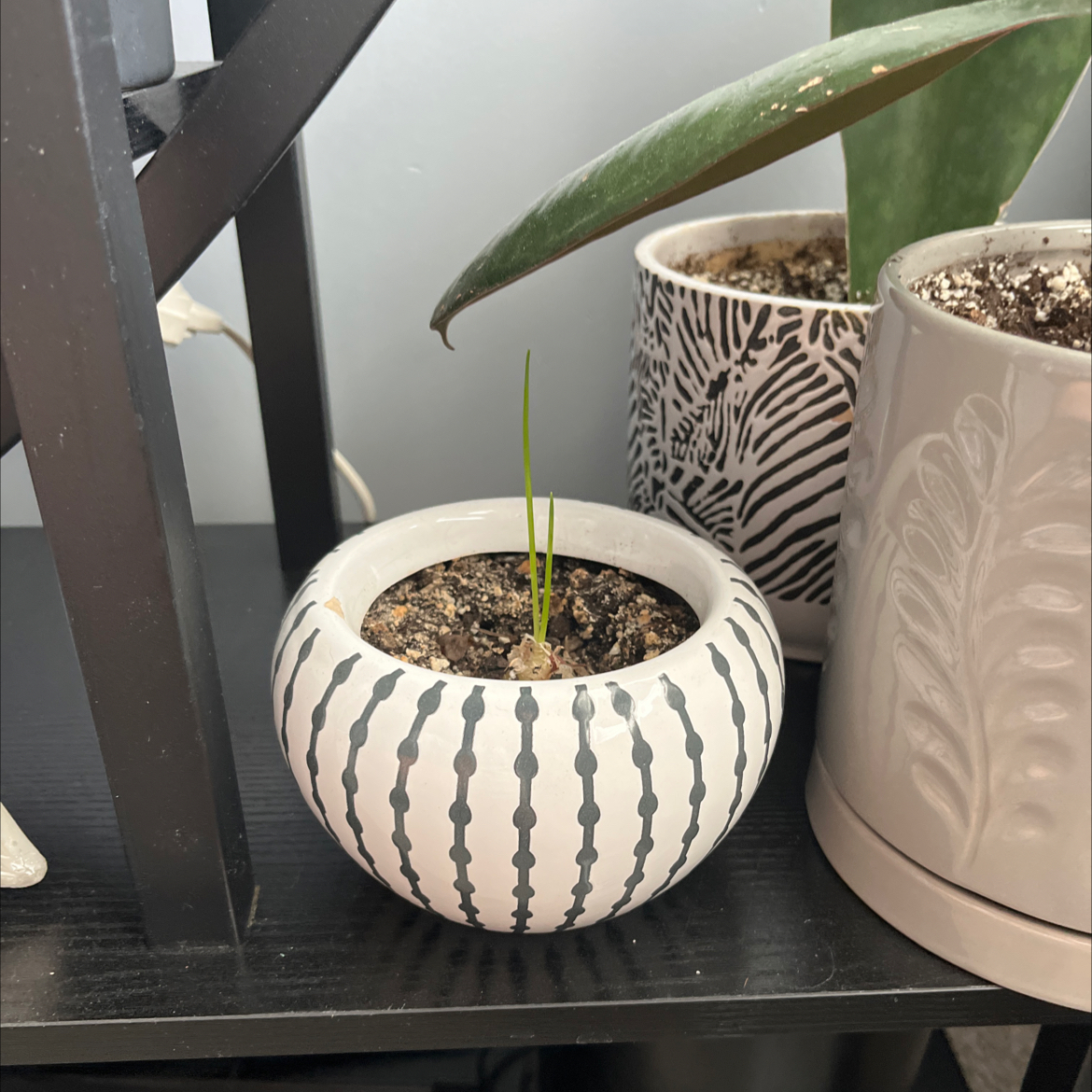 Young Frizzle Sizzle plant in a decorative pot with soil visible, other plants in background.