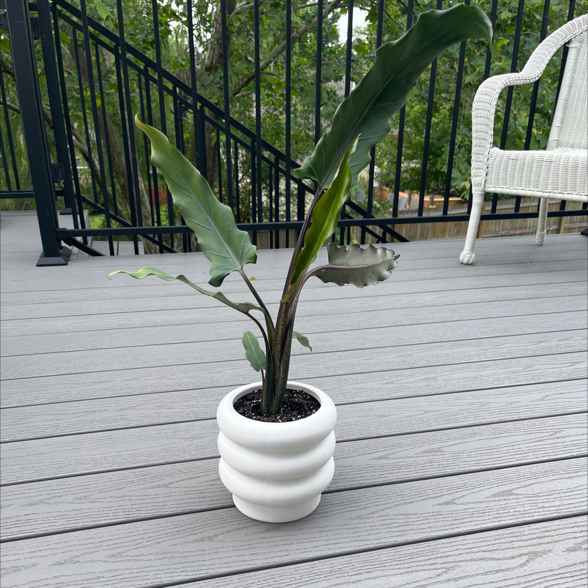 Alocasia 'Sarian' plant in a white pot on a wooden deck with a railing and chair in the background.