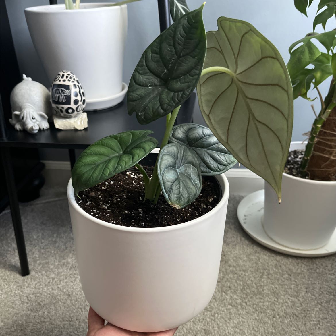 Potted Alocasia 'Dragon Scale' plant with textured leaves, healthy appearance.